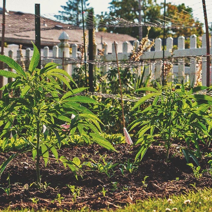 Fundamentos del Cultivo de Marihuana en Exterior (Parte 3)