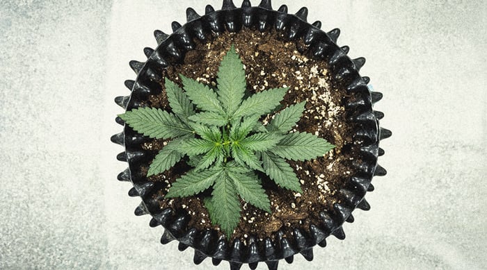Guía para cultivar marihuana autofloreciente semana a semana