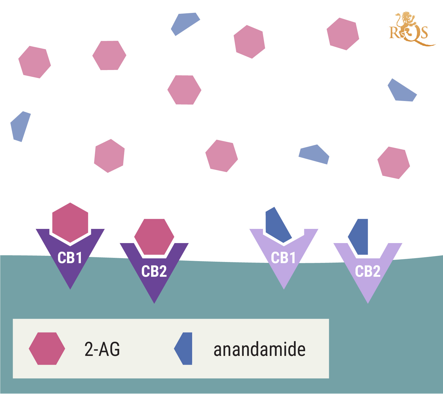 ¿Qué es el 2-AG? ¿Qué es el 2-AG?