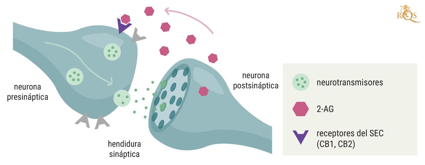  La marihuana, el sistema endocannabinoide y la inmunidad