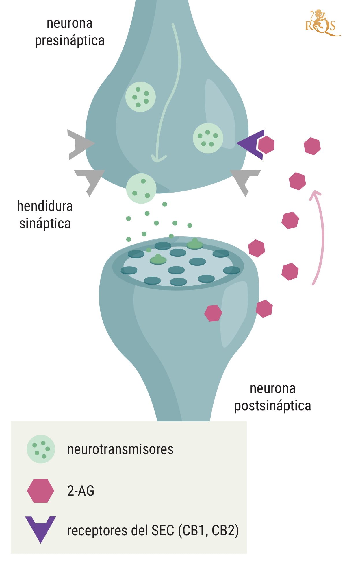  La marihuana, el sistema endocannabinoide y la inmunidad