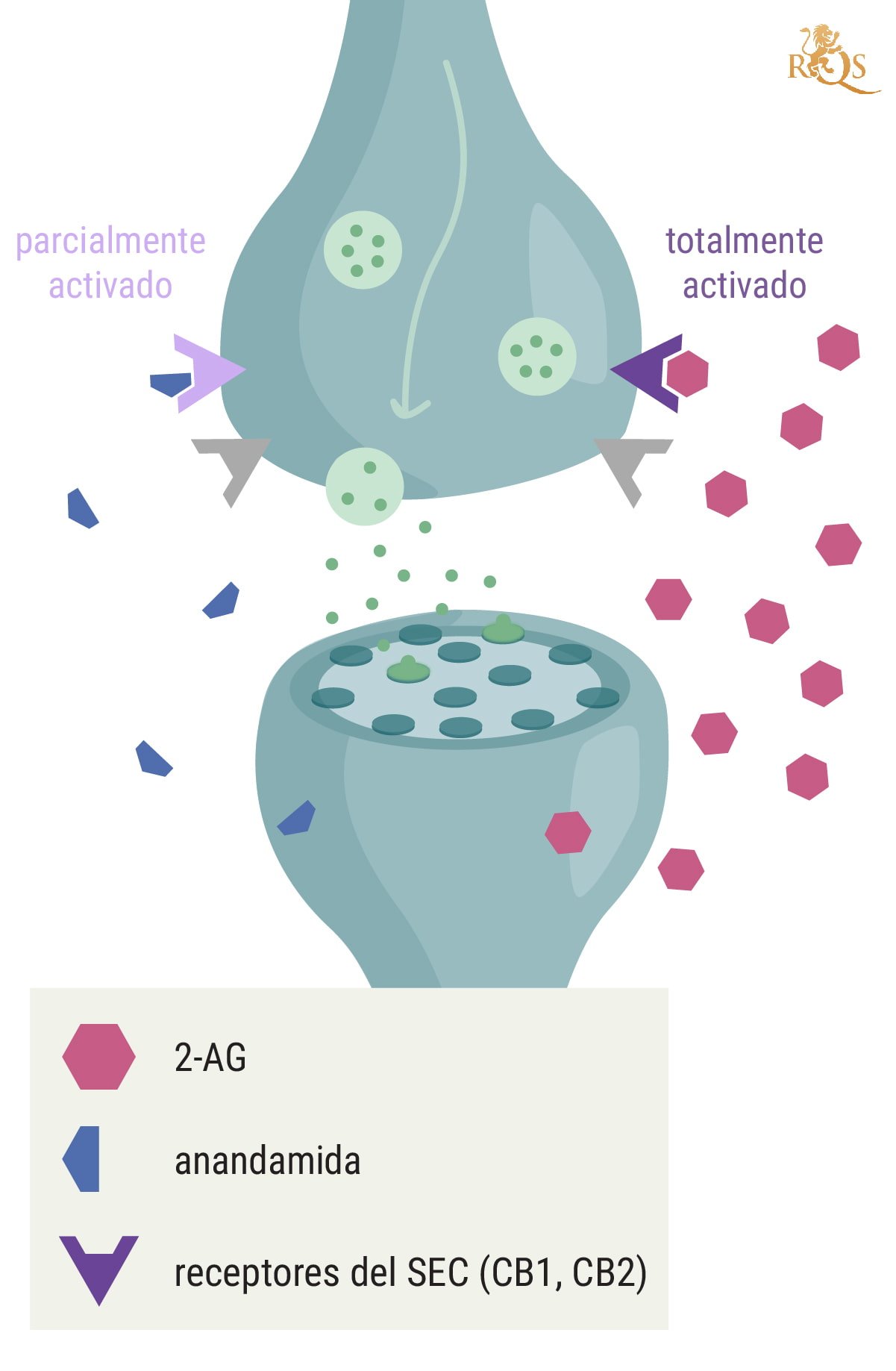 ¿Cómo se relaciona el 2-AG con la anandamida?