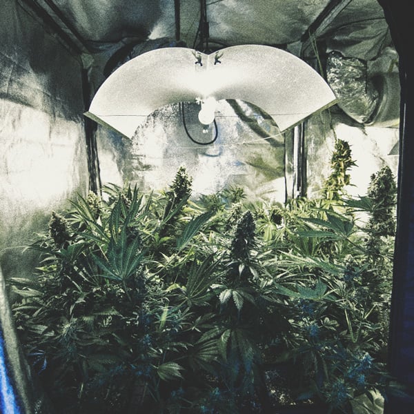 Cómo automatizar tu cultivo de marihuana