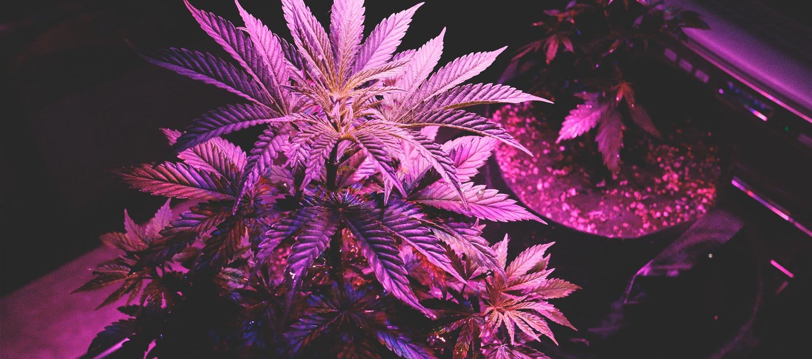 Cultivar tu marihuana con luces LED: 6 errores a evitar