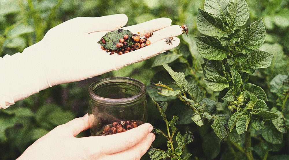 Alternativas a los pesticidas para cultivar marihuana