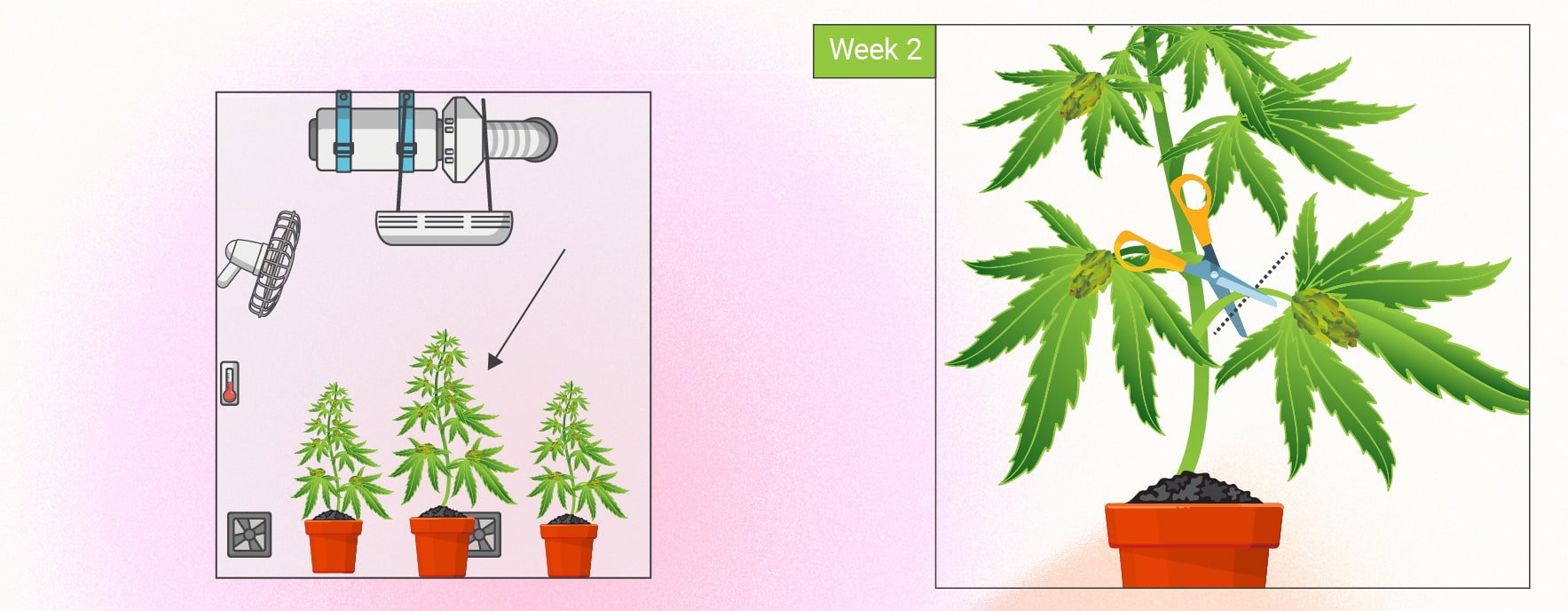 Técnica “monster cropping” para cannabis: guía paso a paso