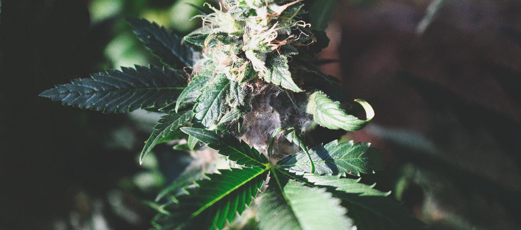 How To Detect Moldy Weed When You’re Growing