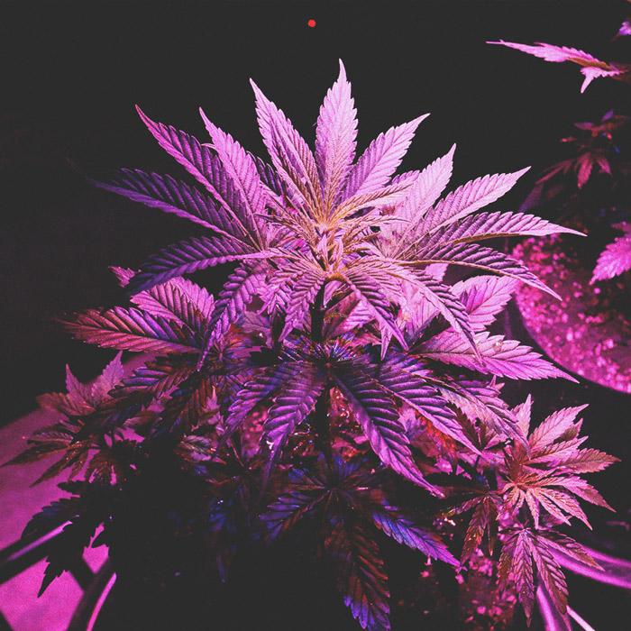 Cultivar tu marihuana con luces LED: 6 errores a evitar