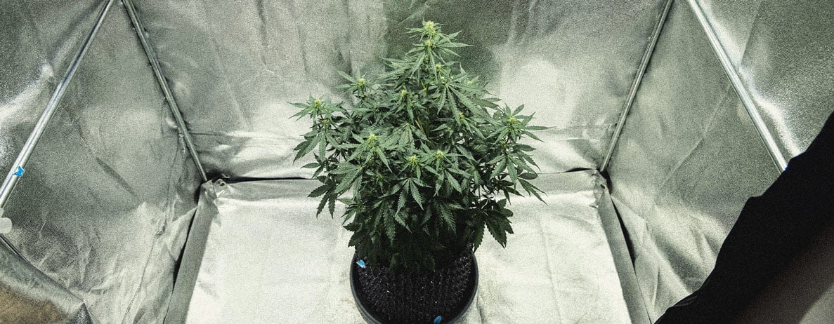 Guía para cultivar marihuana autofloreciente semana a semana