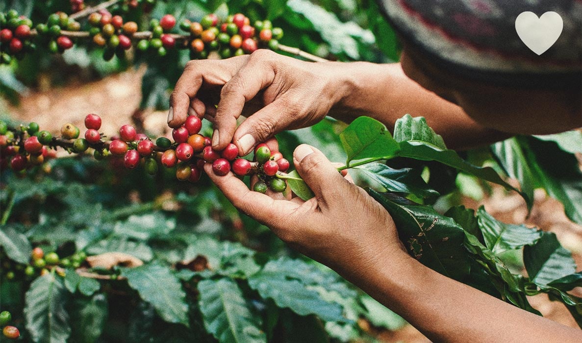 Cómo usar los posos del café como abono natural para el cannabis