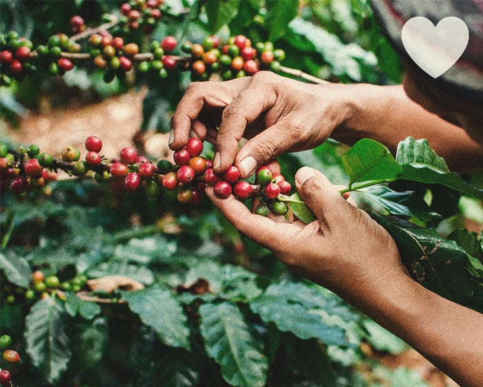 Cómo usar los posos del café como abono natural para el cannabis
