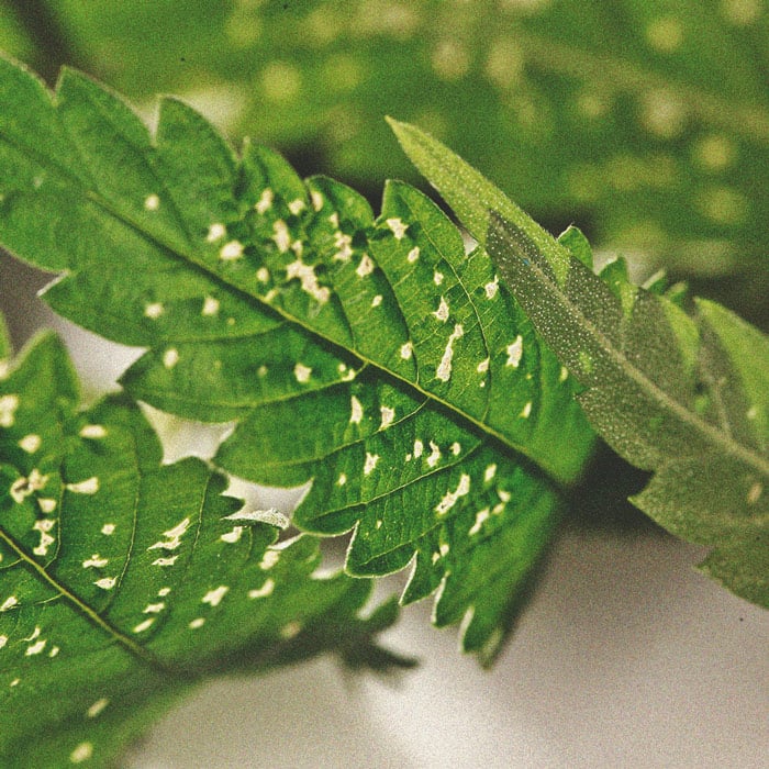 Los beneficios de plantar menta en tu cultivo de marihuana