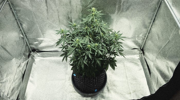 Guía para cultivar marihuana autofloreciente semana a semana