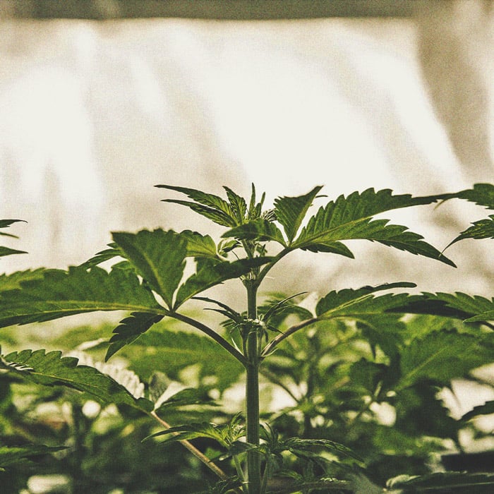 El Ciclo De Cultivo De La Marihuana