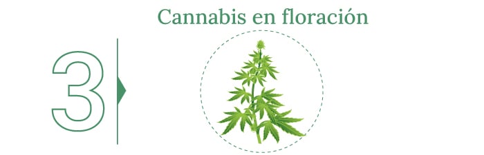 ¿Cuándo cortar tu marihuana?