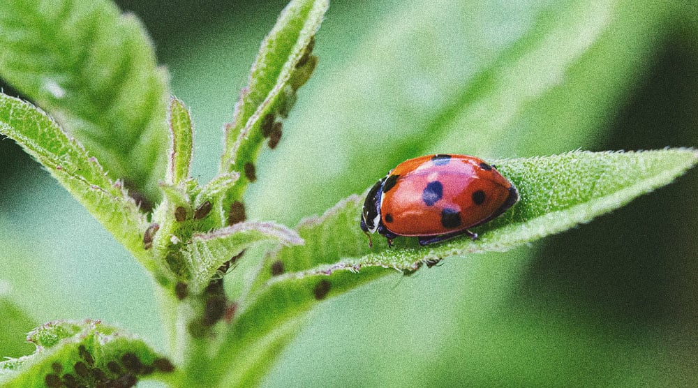 Alternativas a los pesticidas para cultivar marihuana