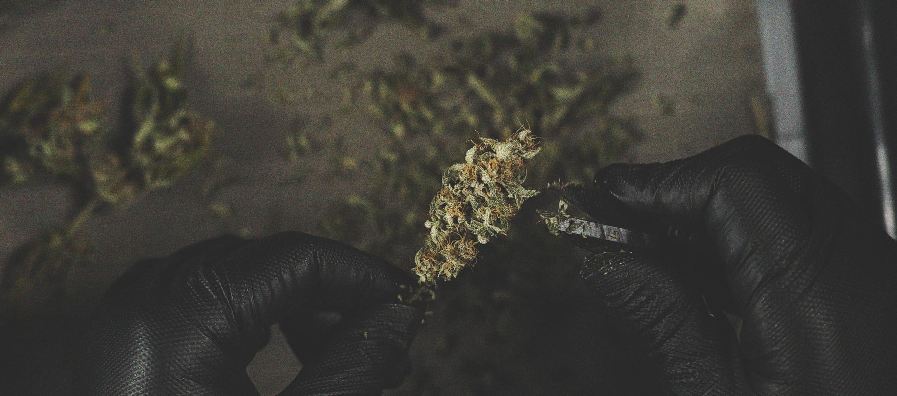 Cómo evitar que se formen cogollos popcorn en tus plantas de marihuana