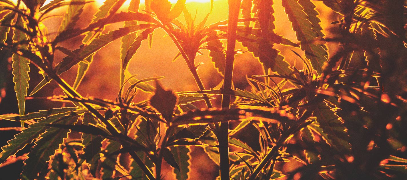 Qué es la marihuana fotoperiódica y cómo cultivarla en exterior