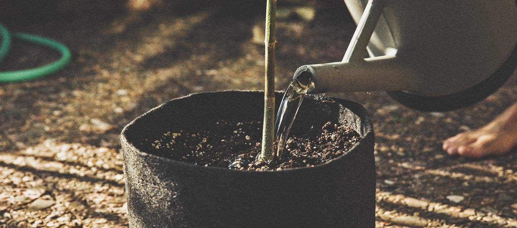 Bases del Cultivo de Marihuana en Exterior (Parte 2)