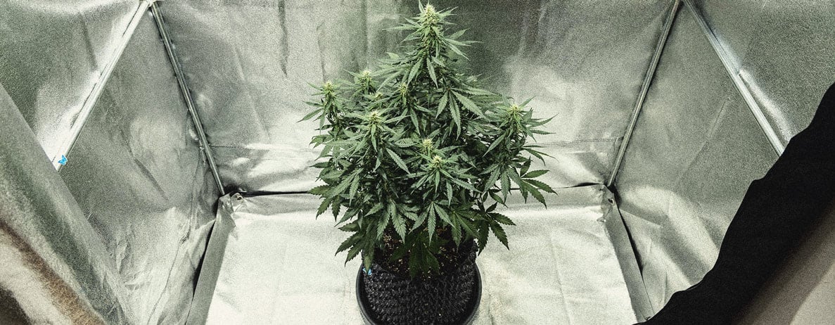 Guía para cultivar marihuana autofloreciente semana a semana