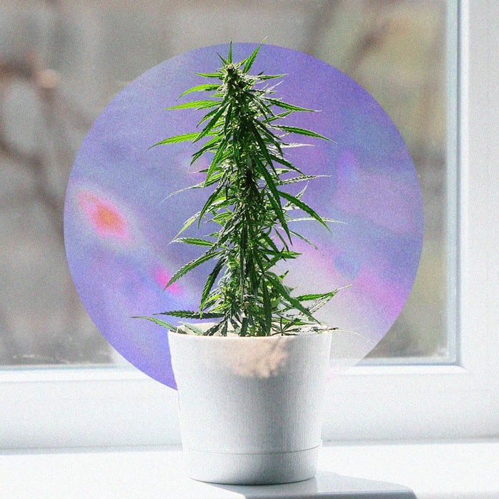 Cómo cultivar hierba con éxito en tu ventana