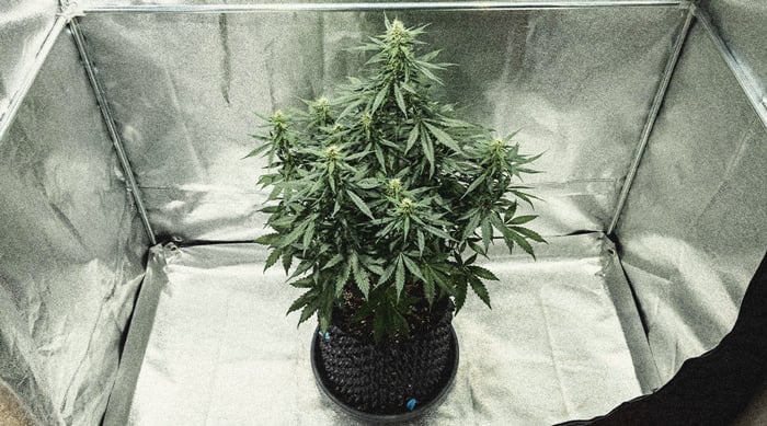 Guía para cultivar marihuana autofloreciente semana a semana