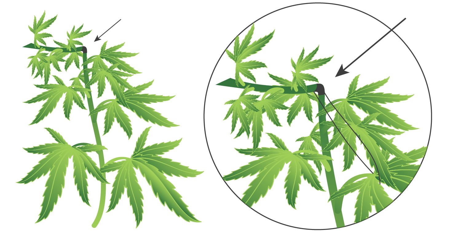 Super Cropping de la marihuana: cómo, cuándo y por qué aplicarlo