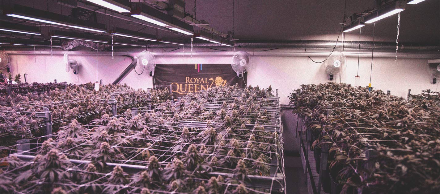 Cultivar tu marihuana con luces LED: 6 errores a evitar