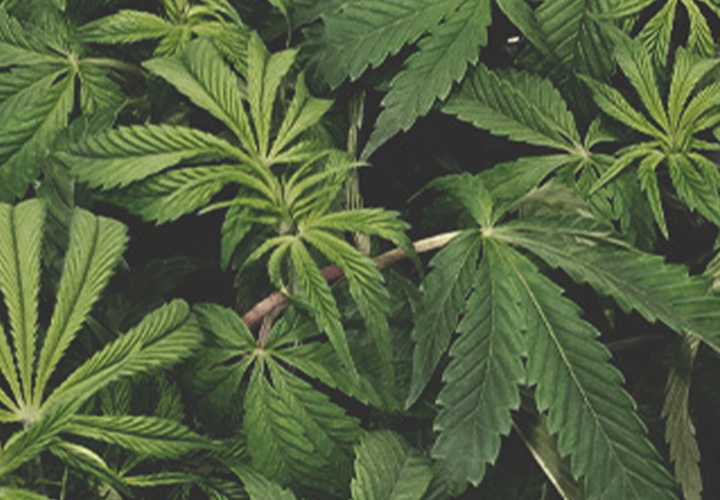 CANNABIS AILMENTS CANNABIS AILMENTS