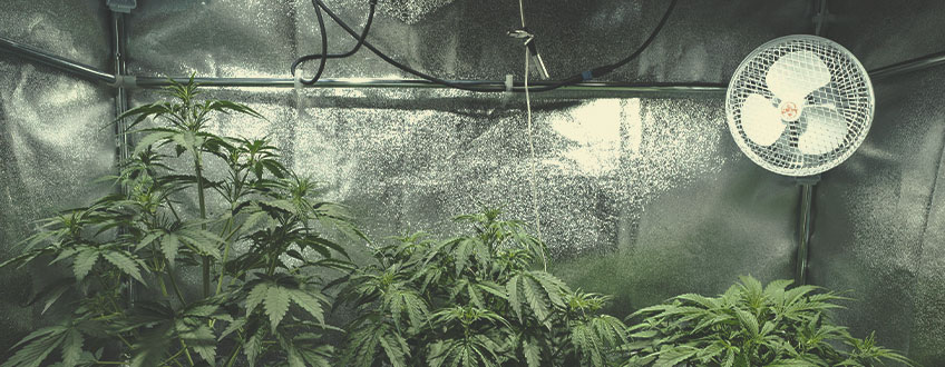 Cómo calcular los gastos de funcionamiento de tu cuarto de cultivo Cómo calcular los gastos de funcionamiento de tu cuarto de cultivo