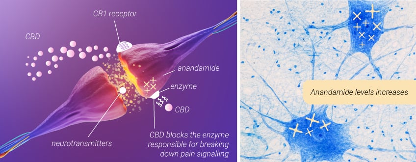 Marihuana para el dolor de espalda: CBD