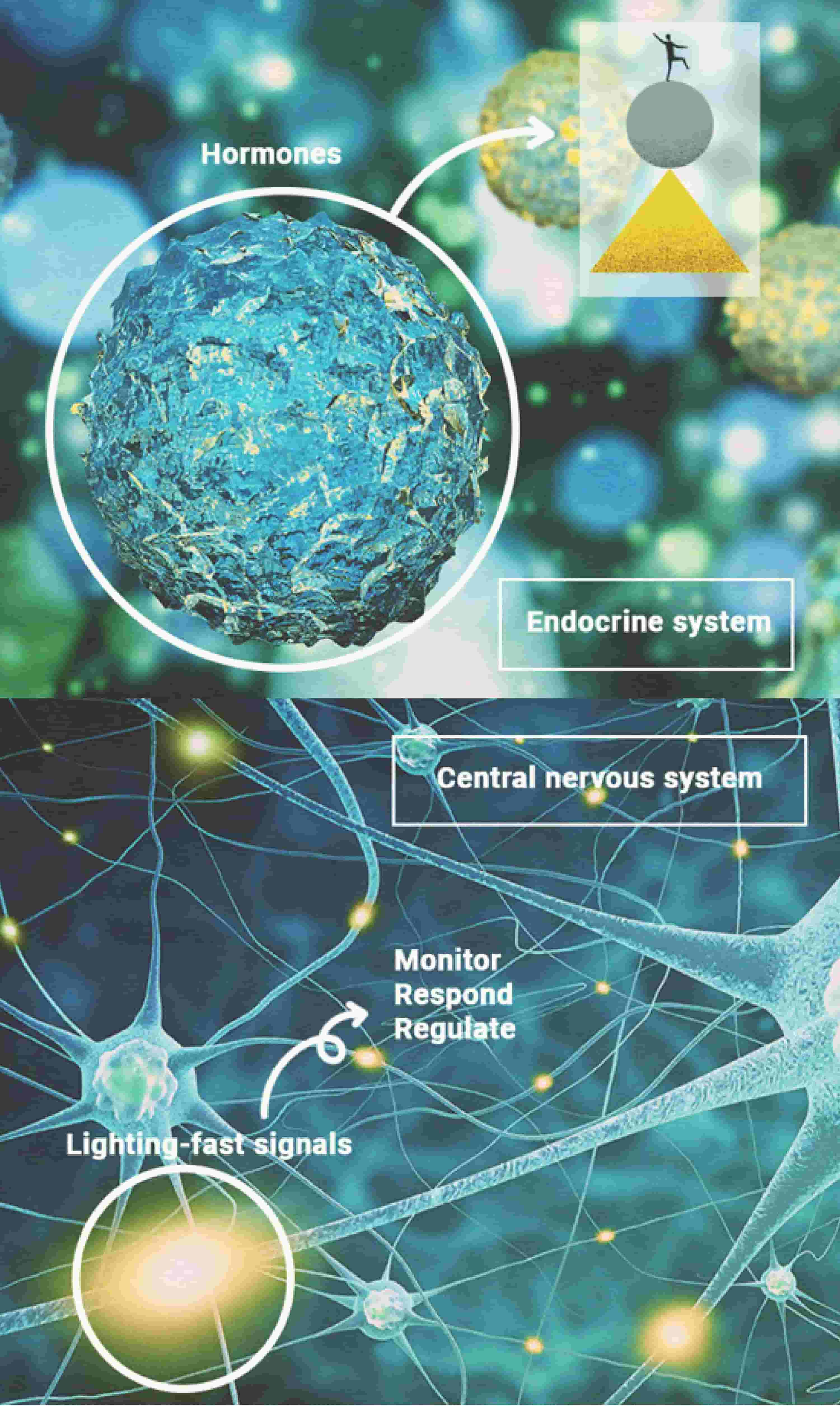 ¿Cómo funciona la homeostasis?