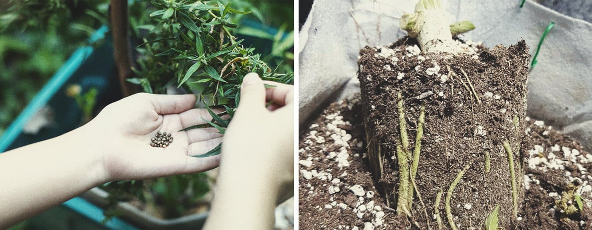 Las aplicaciones más útiles de las plantas de cannabis masculinas