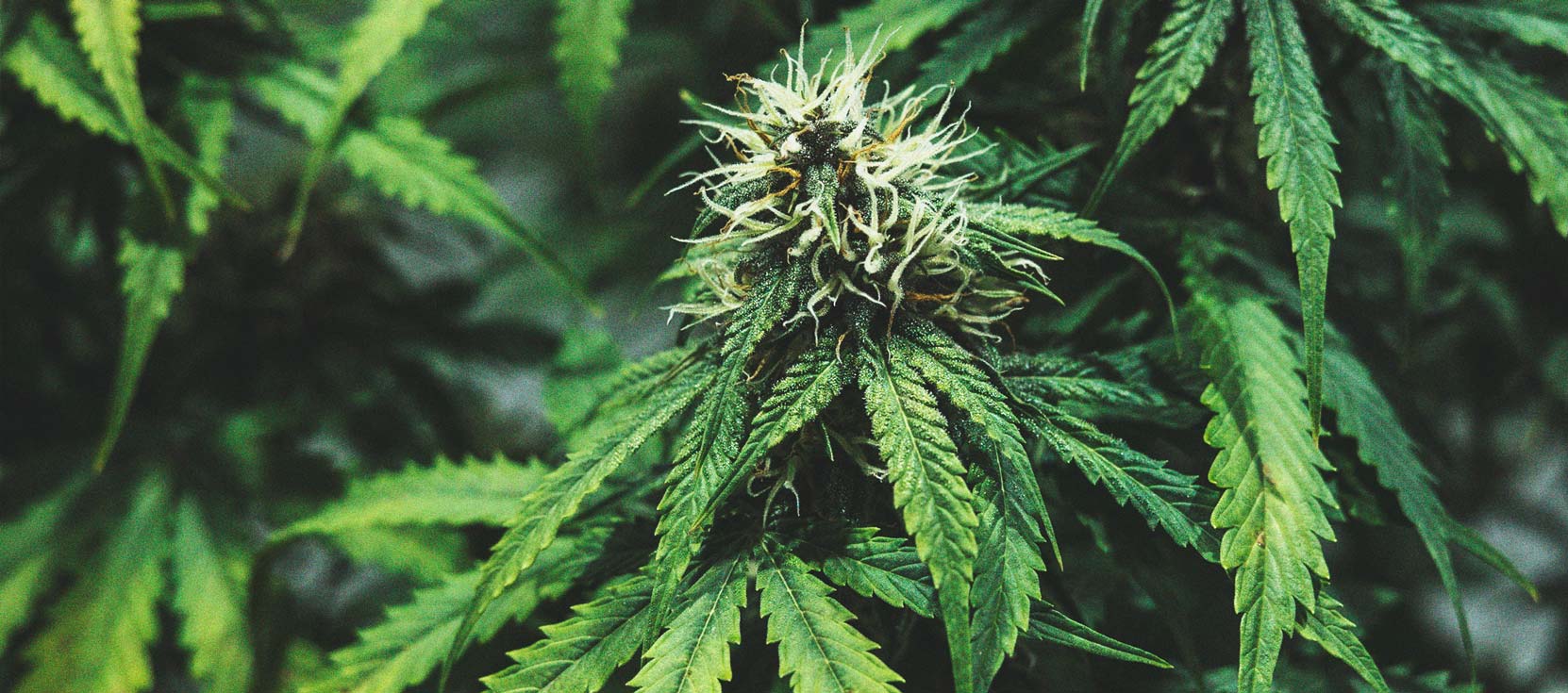 El Ciclo De Cultivo De La Marihuana
