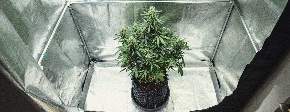 Guía para cultivar marihuana autofloreciente semana a semana