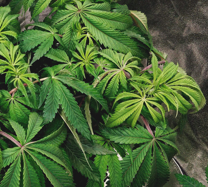 Identificación y tratamiento de las enfermedades más comunes del cannabis Identificación y tratamiento de las enfermedades más comunes del cannabis