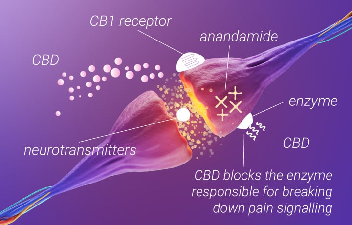 Marihuana para el dolor de espalda: CBD