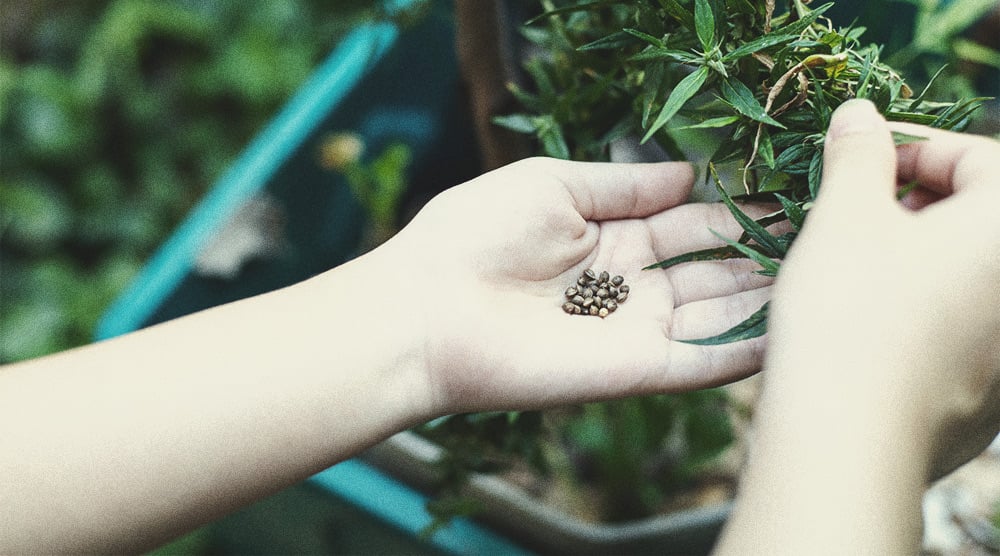 Las aplicaciones más útiles de las plantas de cannabis masculinas