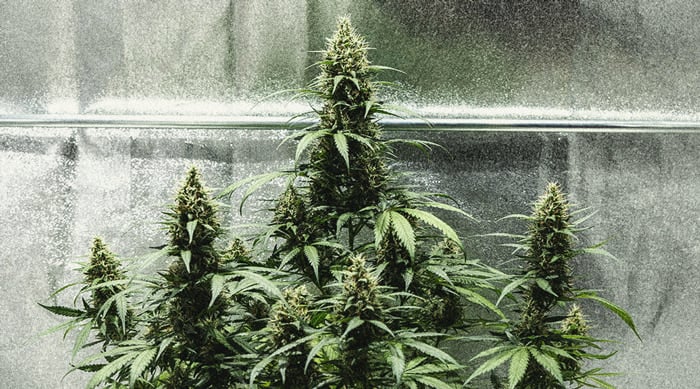 Guía para cultivar marihuana autofloreciente semana a semana