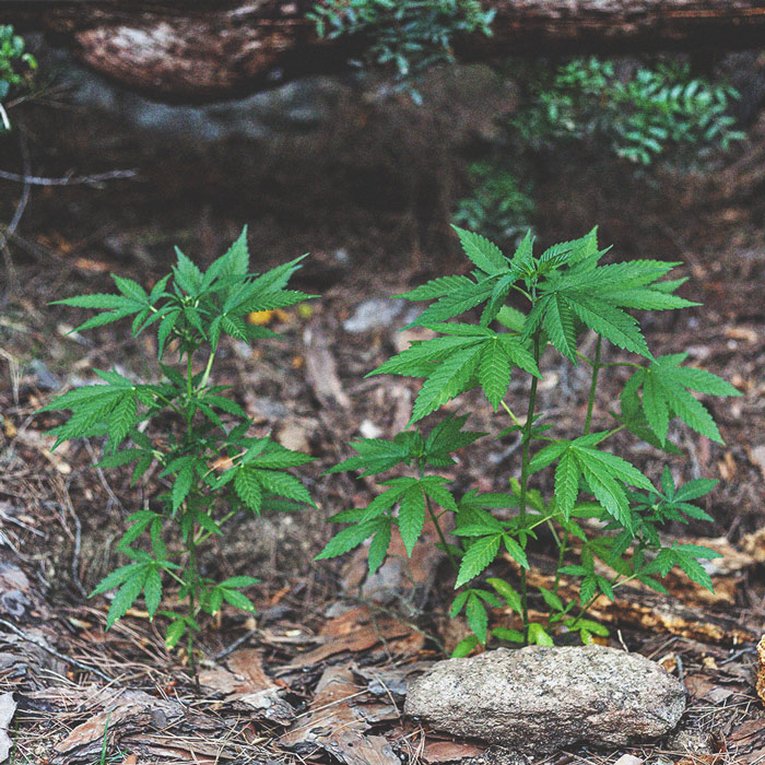 The Basics of Cannabis Outdoor Growing (Part 1)