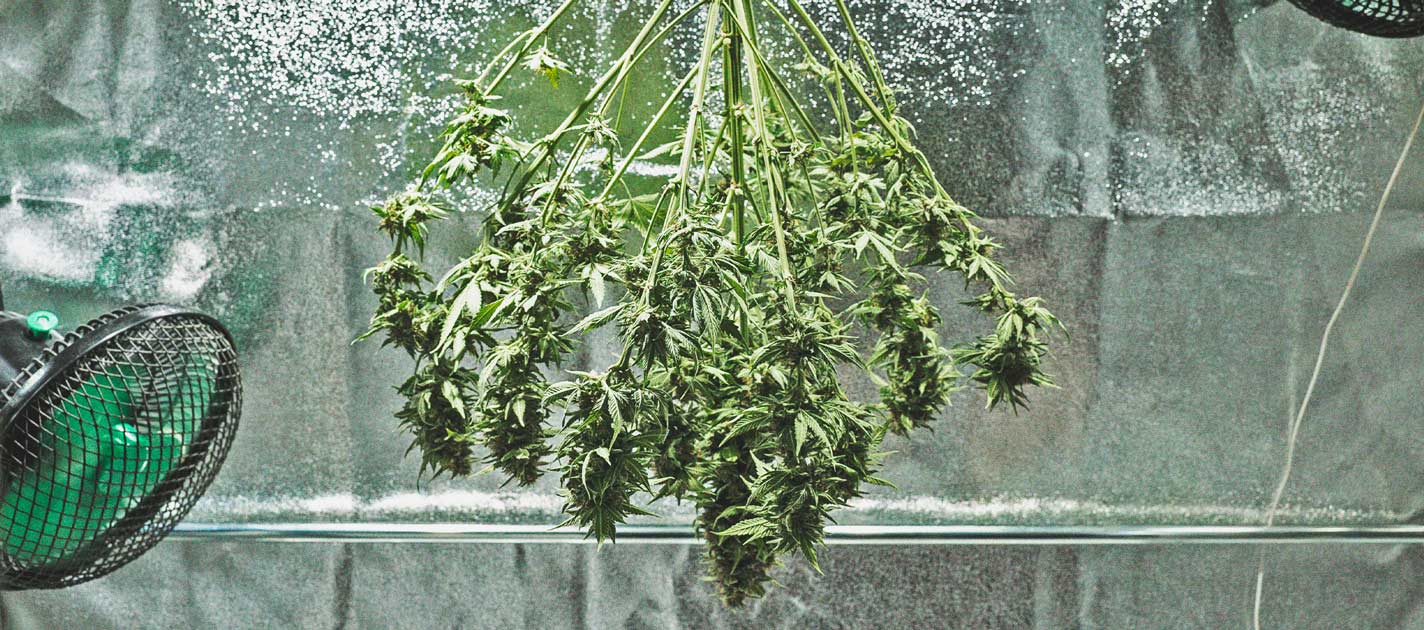 El Ciclo De Cultivo De La Marihuana