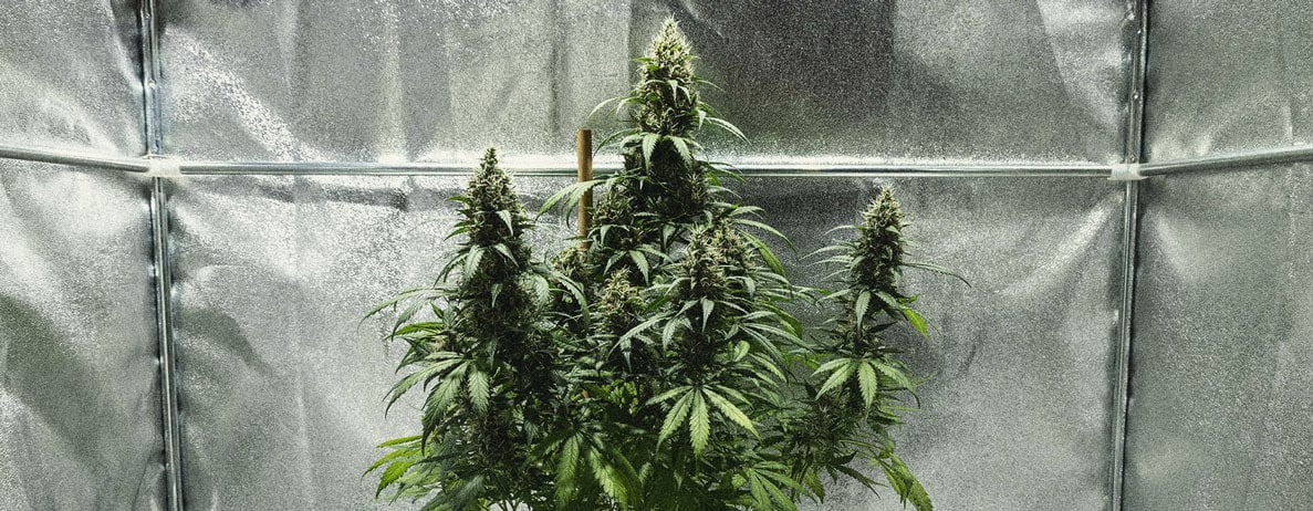 Guía para cultivar marihuana autofloreciente semana a semana