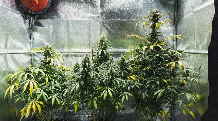 Guía para cultivar marihuana autofloreciente semana a semana