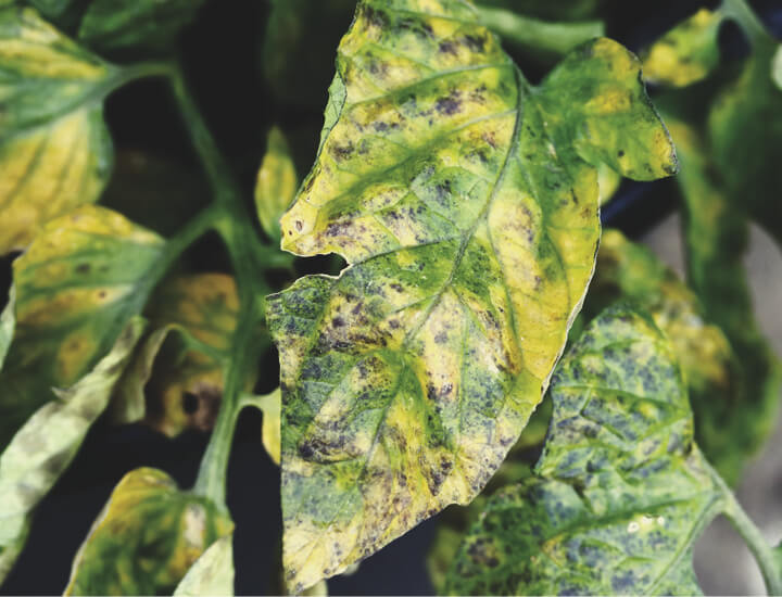 Septoriosis Septoriosis