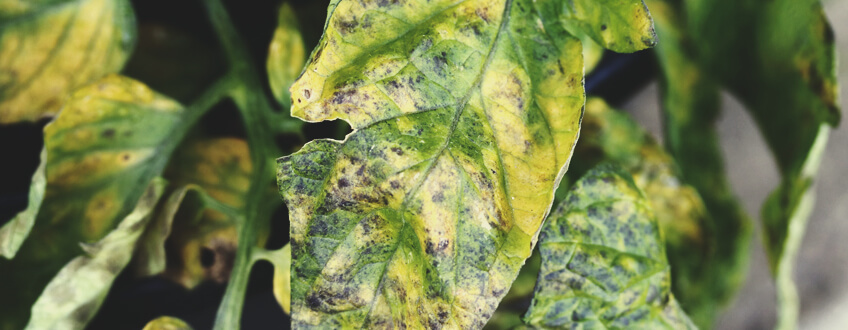 Septoriosis Septoriosis