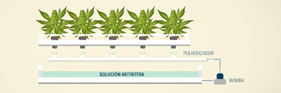 Aeroponía En Cultivos De Cannabis Aeroponía En Cultivos De Cannabis