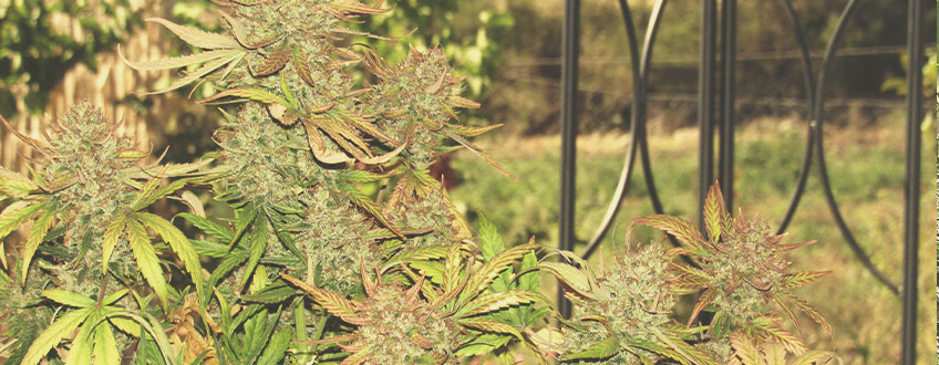 Amnesia Haze Amnesia Haze