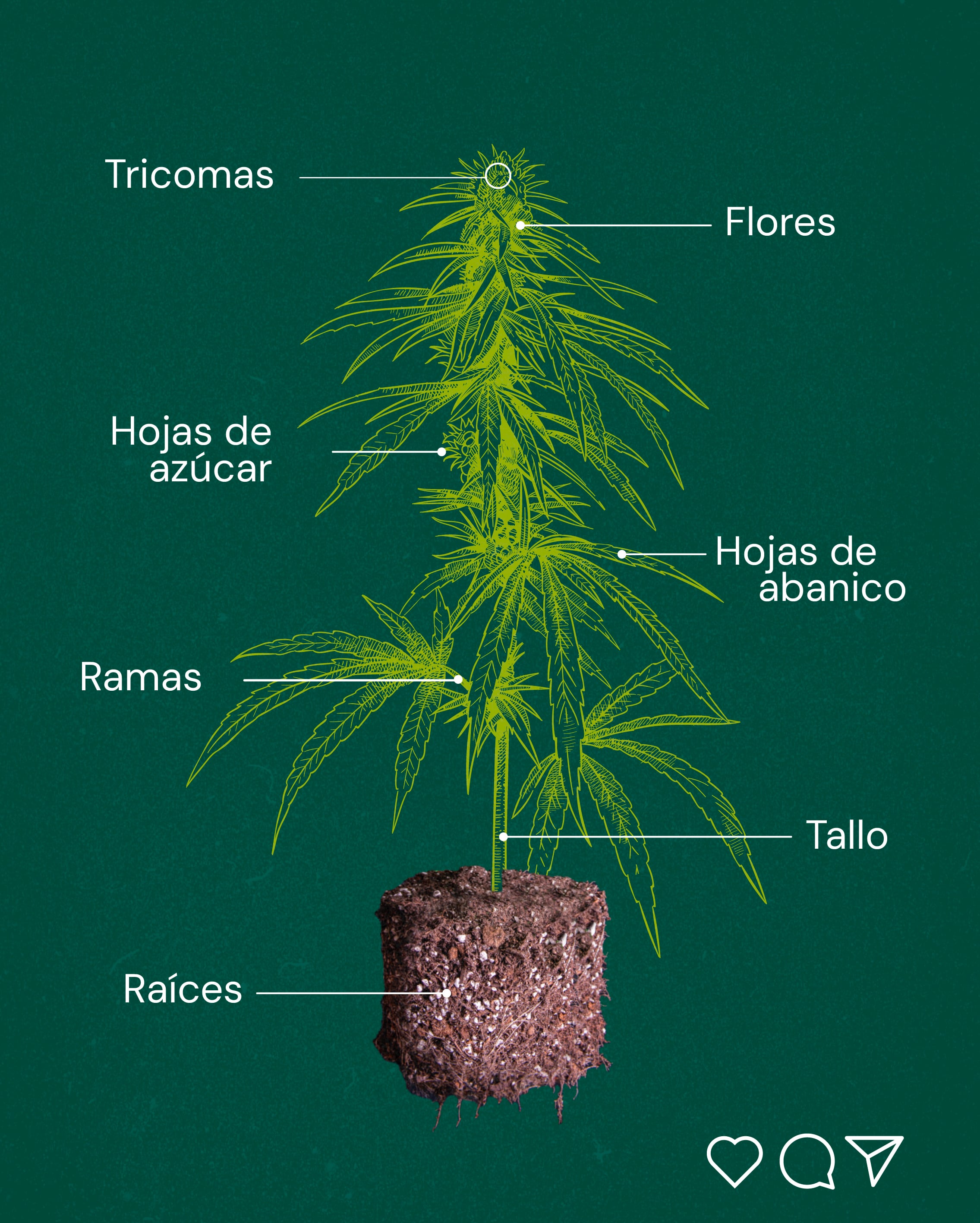 anatomia de la planta 2