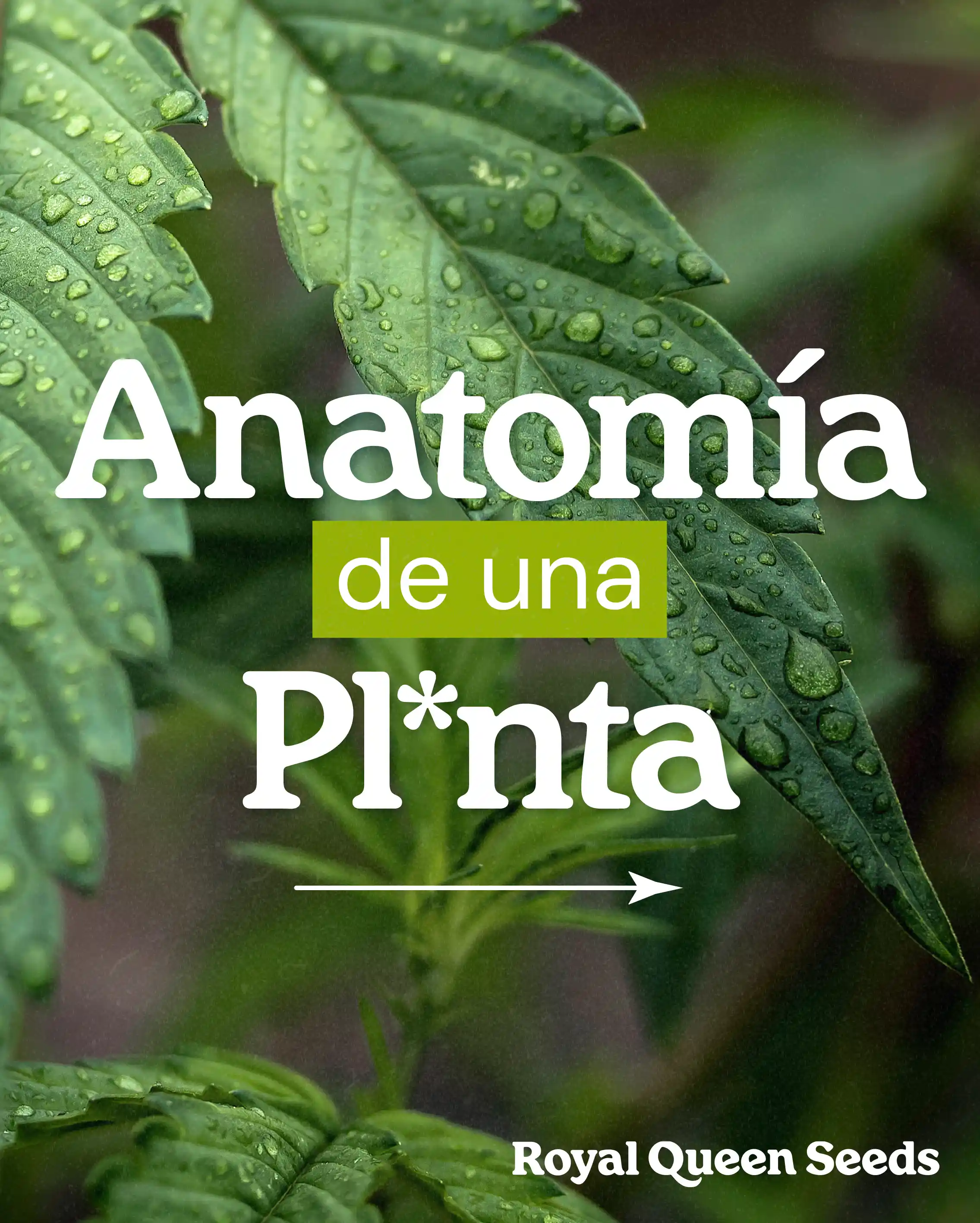 anatomia de la planta