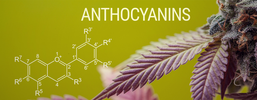 Anthocyanins molécula de color cannabis